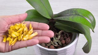 The secret of the orchid flower! Suddenly many magical flowers bloomed on the orchids