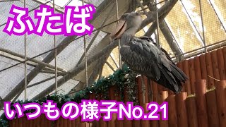 ハシビロコウふたば★いつものふたばちゃんNo.21★掛川花鳥園★shoebill Futaba★Japan