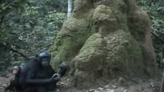 Goualougo Triangle Ape Project Chimpanzee Tool Technology in the Ndoki Forest PART 2