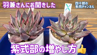 【多肉植物】👂羽兼さんにお聞きした紫式部の増やし方。