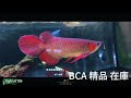 bca 紅龍 分享 bca 方舟水族 arowana 龍魚專賣店 熱門 推薦 養魚日記 帆の水族