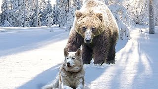 जंगली भालू का ऐसा भयानक हमला पहले कभी नहीं देखा होगा | 10 Most Amazing Bear Attacks caught on camera