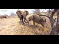 Sweet Baby Elephant Playtime with Khanyisa & Timisa