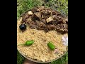 ഈസി മന്തി ഇത് ചിക്കനിലും ബീഫിലും ചെയ്യാം easy beef mandi chicken mandi