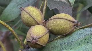 עץ אגוז פקן گردوی آمریکایی Carya illinoinensis with fruits