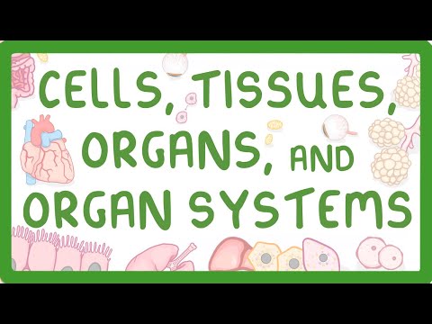 What is the lowest level of organization in a multicellular organism?