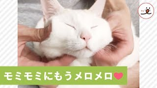 飼い主さんのマッサージで寝ちゃうぐらいメロメロのニャンコ🐾【PECO TV】