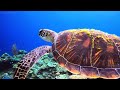 dive into the mesmerizing underwater realm marvel at sea animal in the best 4k ultrahd aquarium 10