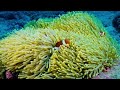 dive into the mesmerizing underwater realm marvel at sea animal in the best 4k ultrahd aquarium 10