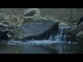 Solace's Return | Gentle Lo-Stim Music for Nervous System Reset