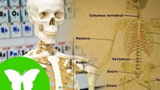La Eduteca - El esqueleto