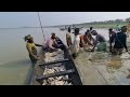 হাকালুকি হাওর থেকে অসাধারণ মাছ ধরা দেখুন।। fishing hookfishing bigfish hakaluki tv