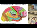 (2020) N1 | Generalidades Neuroanatomía | Profesor Eduardo A. Pró | Anatomía 2 | FMed UBA