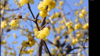 2月 20日, 2012年　香川県園芸センター　蝋梅