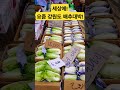 강원도 배추 가격 대박인데 맛집 시장 세일 vegetables 김치 배추