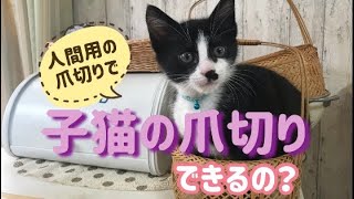 人間用の爪切りで子猫の爪切りできるの？