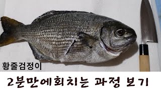 돔(황줄검정이) 회치는 과정 2분만에 보기. How to  fillets #작살난다 #황줄검정이 #스피어피싱