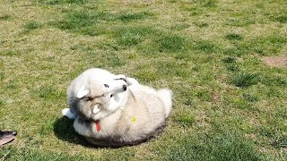 Owner Uses Flowers To Help Dog Lose Weight