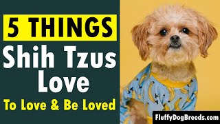 5 Things Shih Tzus Love: To Love \u0026 Be Loved