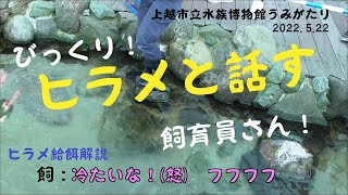 びっくり！ヒラメと話す飼育員さん！・上越市水族館うみがたり（2022.5.22）