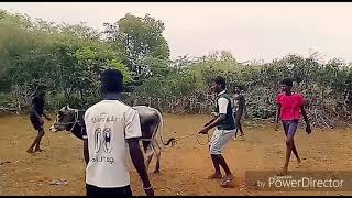 TRICHY  VALANADU SMK BROS BULL TRAINING