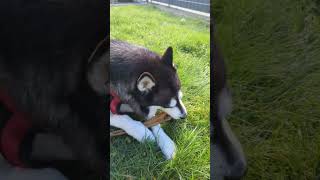 Husky Sheila außer sich vor Freude: Endlich ein langes Stück Rinderkopfhaut!