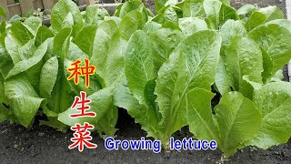 种生菜 从种子到开花打籽的生命历程How to grow lettuce