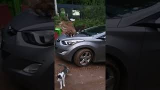 나는 집사한테 혼날 것 같아서 내려갈게!!ㅡ모범고양이 용감이(model cat  on  car)