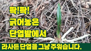 단엽밭에서 라사든 단엽을 그냥 주워습니다.