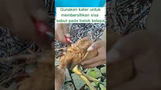 Cara Membuat Bonsai Kelapa 🌴🥥