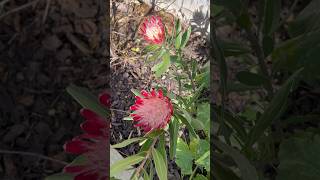 Australian protea up close and personal #proteas #rare #flowers