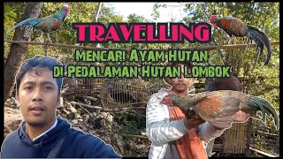 Berburu Ayam Hutan di Pedalaman Hutan Lombok || Lelah tapi seru