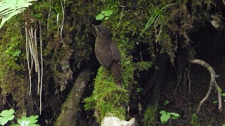 山中湖 大洞の泉のミソサザイ　その３０（4K60P動画）