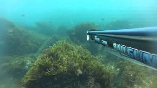 South West Rocks Spearfishing