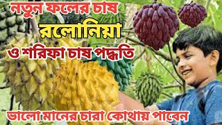 নতুন ফলের চাষ রলোনিয়া শরিফা ও থাই শরিফা চাষ পদ্ধতি ও ভালো মানের চারা কোথায় পাবেন=মোল্লা নার্সারি