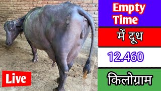 Big Size Murrah Buffalo With Biggest Udder At (Badshikri, Kalayat, Kaithal) Dr.Billu 9991226225