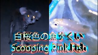 【字幕４K】愛犬とお散歩中に白桜色お魚すくい