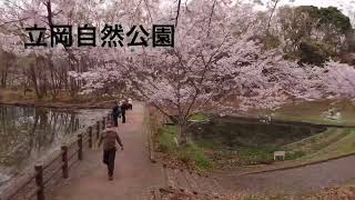 立岡自然公園の桜🌸