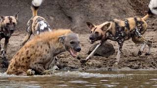 하이에나 vs 아프리카들개 싸움! Hyena vs Wild Dogs Real Fight!