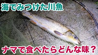 海で見つけた川魚、ナマで食べたらどんな味？