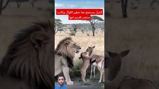 الشبل مستمتع معا صغير الغزال والاسد منتضر لقدوم امها #shorts