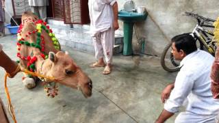 Camel Qurbani 2016