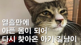 10일만에 아픈 몸으로 다시 찾아 온 아기 길냥이 자두