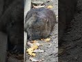 フクちゃん【wombat】