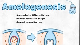 Amelogenesis and ameloblast differentiation (histogenesis / embryology of the enamel)