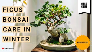 “Ficus Bonsai Care in Winter: Avoid These Common Beginner Mistakes!”