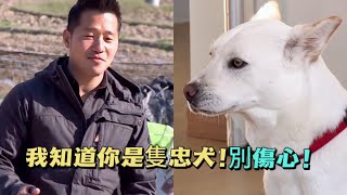 珍島犬姐妹打架超過40次，即便渾身是血也絕不後退，沒想到背後原因竟讓人唏噓