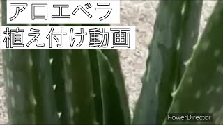 初めての植物動画　アロエベラの植え付け