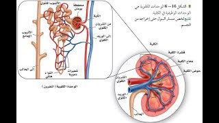 الجهاز الاخراجي