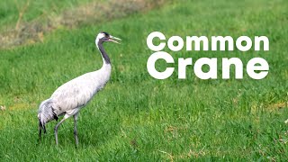 Common crane (Grus grus) | Eurasian crane | 4K | Nalsarovar, Gujarat, India